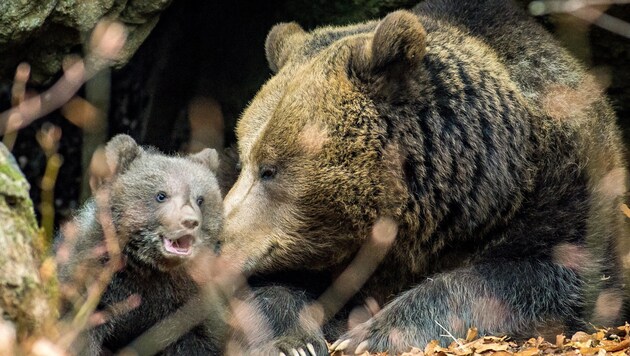 Eine Braunbärin mit ihrem Nachwuchs (Bild: APA/dpa/Frank Bietau)