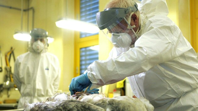Pathologen der AGES bei der Entnahme von Tier-Gewebsproben (Bild: APA/Roland Schlager)