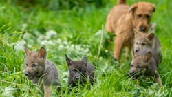 Das Foto wurde in einem Gehege aufgenommen und zeigt vier junge Wolfswelpen und einen Hund im Hintergrund (Symbolbild).. (Bild: APA/ROOOBERT BAYER)