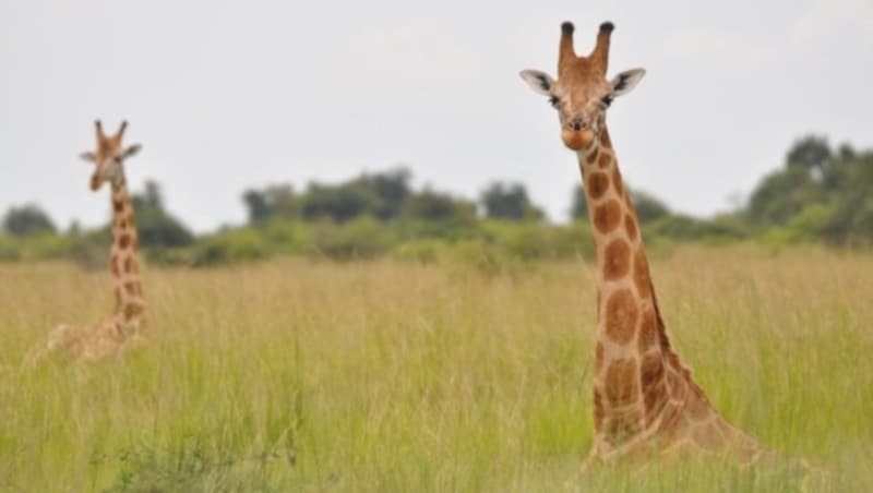 Zwei Nubische Giraffen (Bild: Julian Fennessy)