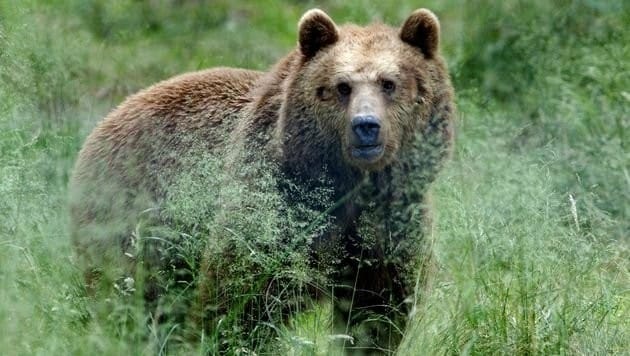 Lange wurde versucht, den Bären ihren Lebensraum im Trient wieder schmackhaft zu machen, jetzt geht es ihnen aber offenbar erneut an den Kragen. (Bild: APA/dpa/Horst Ossinger (Symbolbild))