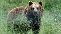 Lange wurde versucht, den Bären ihren Lebensraum im Trient wieder schmackhaft zu machen, jetzt geht es ihnen aber offenbar erneut an den Kragen. (Bild: APA/dpa/Horst Ossinger (Symbolbild))