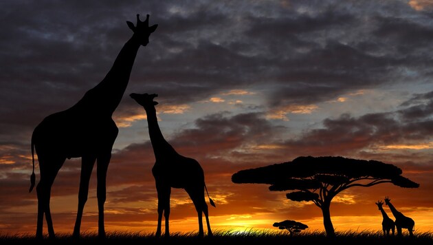 Wer eine Safari in Afrika plant, sollte sich speziell vor Gelbfieber und Malaria schützen. (Bild: vencav)