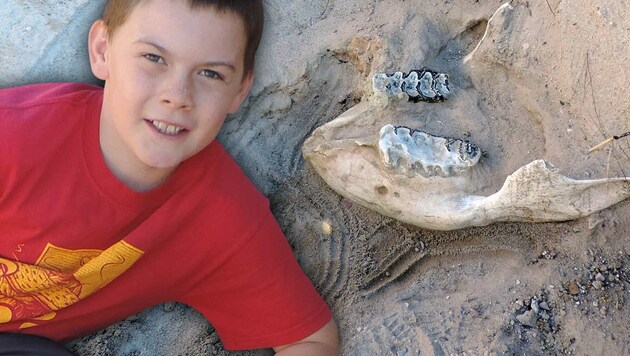 Jude Sparks und der Unterkiefer des von ihm entdeckten Stegomastodon-Fossils (Bild: Peter Houde, krone.at-Grafik)