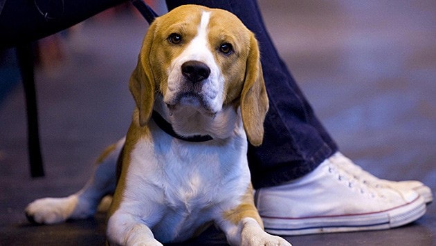 Ein Hund der Rasse Beagle (Symbolbild) schnappte zu. (Bild: EPA (Symbolbild))