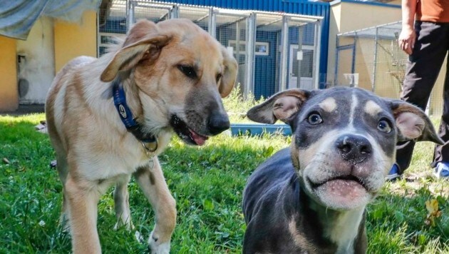 Vier ausgesetzte Hunde (im Bild: "Zeus" und "Tyson") befinden sich derzeit im Tierheim Salzburg. (Bild: Markus Tschepp)