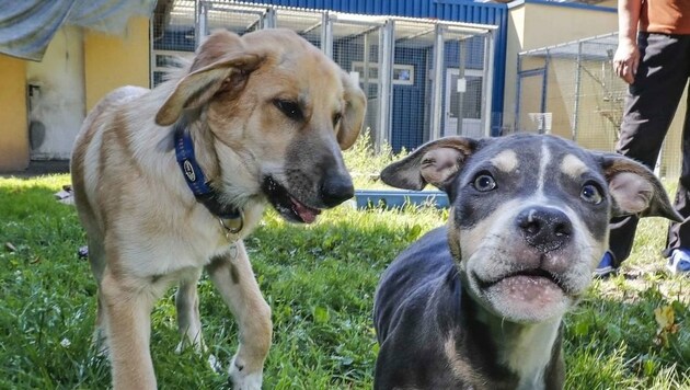 Vier ausgesetzte Hunde (im Bild: "Zeus" und "Tyson") befinden sich derzeit im Tierheim Salzburg. (Bild: Markus Tschepp)