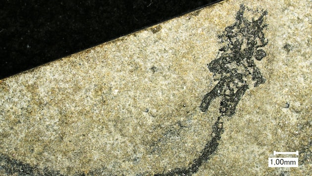 Ein fossiles Exemplar von Palaeospondylus gunni (Bild: Cathrin Pfaff, krone.at-Grafik)