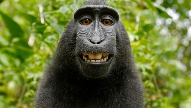 Das Copyright an dem Foto gehört bislang keinem - weder dem Fotografen noch dem Affen. (Bild: David Slater oder Naruto, krone.at-Grafik)
