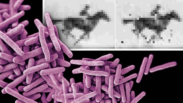 Links das Original, rechts die in der Bakterien-DNA gespeicherte Kopie (Bild: Harvard Medical School/Seth Shipman, CDC)
