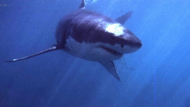 Ein weißer Hai (Symbolbild) (Bild: AFP)