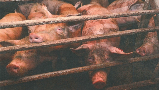 Der Verein veröffentlichte auch ein Video mit grausamen Szenen von leidenden Schweinen (Bild: VGT)