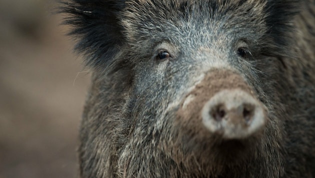Studien zeigen, dass etwa zehn Prozent der untersuchten Wildschweine und etwa vier Prozent der untersuchten Rehe Cäsium-137-Werte über dem Grenzwert von 600 Bq/kg aufweisen. (Bild: APA/dpa/Lino Mirgeler (Symbolbild))