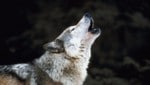 Immer mehr Wölfe treiben sich auf Österreichs Almen herum. (Bild: thinkstockphotos.de)
