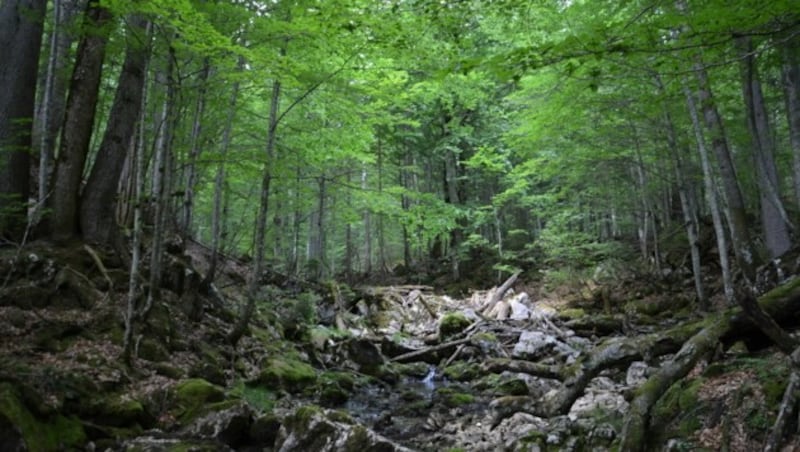 Der Rothwald in Niederösterreich gilt als Urwald (Bild: Jakob Traby)