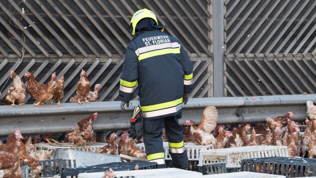 120 Feuerwehrleute benötigten mehrere Stunden, um die Tausenden Hühner einzufangen. (Bild: FOTOKERSCHI.AT/KERSCHBAUMMAYR)