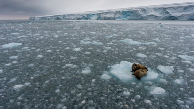 (Bild: © Christian Åslund/Greenpeace)