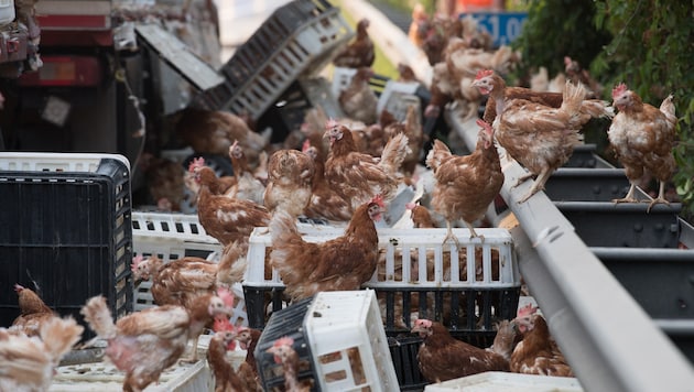 Hunderte Transportboxen wurden bei dem Unfall aufgerissen. Etwa 3000 Hühner rannten verstört herum. (Bild: FOTOKERSCHI.AT/KERSCHBAUMMAYR)