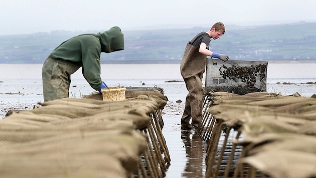 Britische Fischer beim Einsammeln von Austern (Bild: AFP)