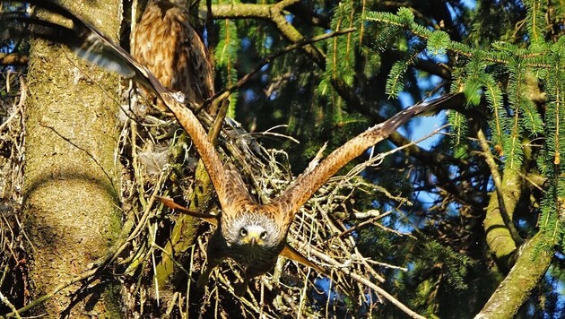 Im Kobernaußerwald beobachten Jäger mehrere Rotmilan-Brutpaare und gerade flügge werdende Jungvögel. (Bild: ja)
