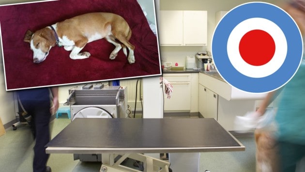Abschied von Hund Besitzerin klagt Tierklinik verweigert Euthanasie