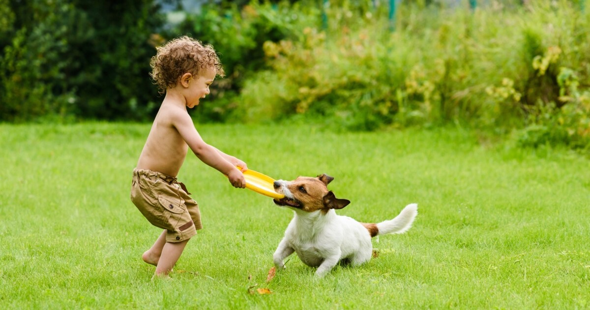 Vierbeiner Wollen Raus So Machen Sie Ihren Garten Hundefreundlich Krone At