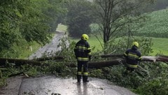 In Deutschlandsberg stürzten mehrere Bäume um. (Bild: APA/BFVDL)