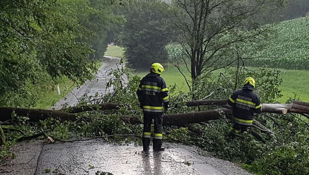 In Deutschlandsberg stürzten mehrere Bäume um. (Bild: APA/BFVDL)