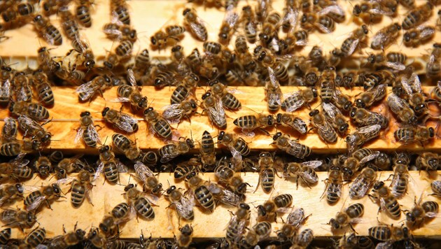 Gesundes, muntere Treiben vor einem Bienenstock (Bild: gewefoto - Gerhard Wenzel)