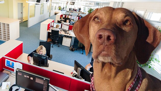 Redaktionshündin "Snoopy" wacht über den "Krone"-Newsroom. (Bild: Richard Schmitt, Andreas Graf)