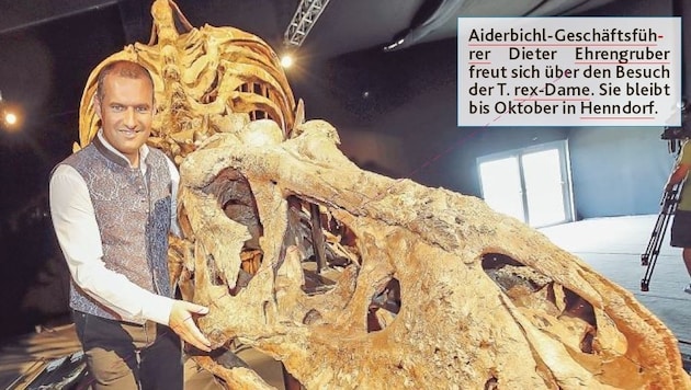 Die T. rex-Dame bleibt bis Oktober in Henndorf. (Bild: Markus Tschepp)