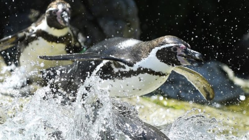 Auch die Pinguine im Tiergarten Schönbrunn zieht es ins kühle Nass. (Bild: APA/ROBERT JAEGER)