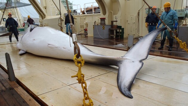 (Bild: APA/AFP/FILES/Institute of Cetacean Research)