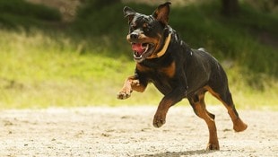 Der Rottweiler hatte am Neujahrstag in Kirchberg ob der Donau eine Siebenjährige zweimal gebissen. (Symbolbild) (Bild: thinkstockphotos.de (Symbolbild))