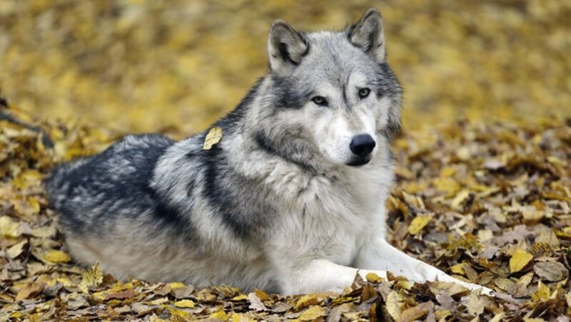 Der Wolf im Großarltal darf geschossen werden (Symbolbild). (Bild: Klemens Groh)