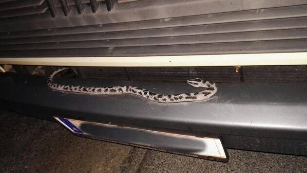 Das unechte Tier auf der Stoßstange dieses Busses sah einer echten Schlange zum Verwechseln ähnlich (Bild: zVg)