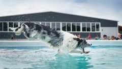 (Bild: Purina PetCare Austria/Brigitte Gradwohl)