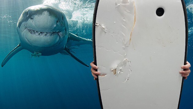Das Bodyboard des Australiers mit den Bissspuren des Weißen Hais (Bild: thinkstockphotos.de, twitter.com)