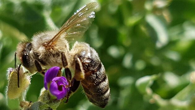 Dieser fleißigen Biene ist keine Blüte zu klein (Bild: Werner Pöchinger)