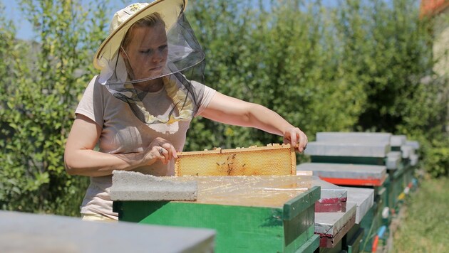 Die 42-Jährige bei der Arbeit am Bienenstock (Bild: Gerhard Bartel)