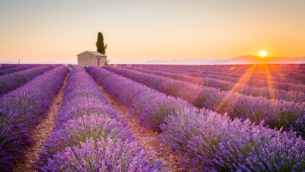 Provence (Bild: thinkstockphotos.de)