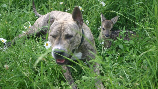 Pitbullhündin "Cookie" liebt alle Tiere am Hof. Mit "Burschi" liegt sie auch gerne im hohen Gras. (Bild: Claudia Fischer)