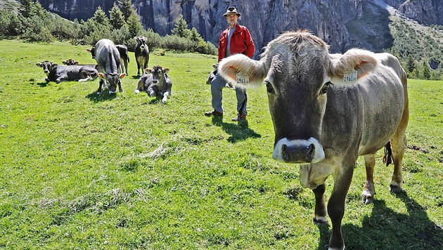 Bauer Reinhard Pfurtscheller inmitten seiner Kühe auf der Pinnis-Alm in Tirol (Bild: Christof Birbaumer)