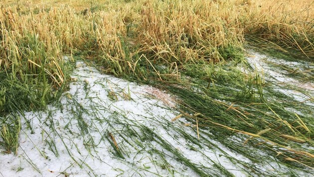 Hagel zerstörte Felder in den Bezirken St. Veit und Wolfsberg. Schaden: eine Million Euro! (Bild: Österreichische Hagelversicherung)
