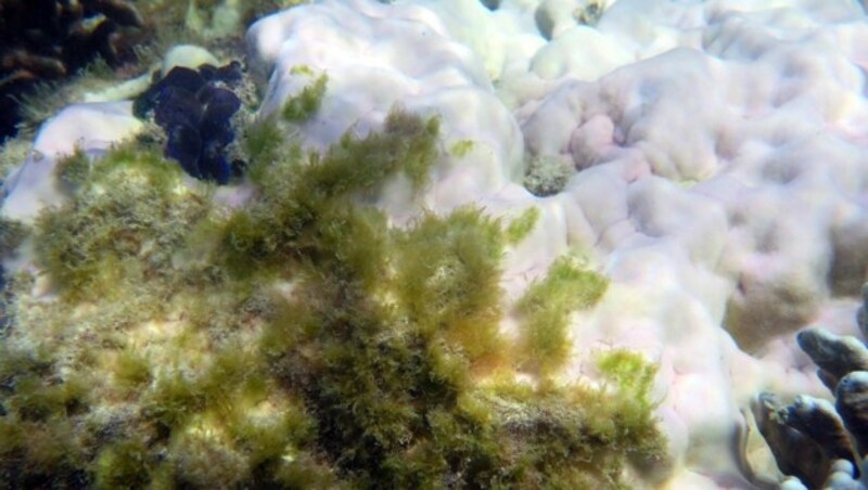 Abgestorbene, bereits von Seegras bewachsene Korallen (weiß) im Great Barrier Reef (Bild: APA/AFP/James Cook University)