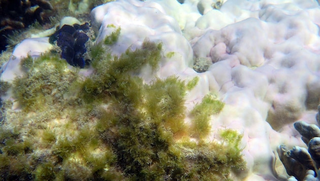 Abgestorbene, bereits von Seegras bewachsene Korallen (weiß) im Great Barrier Reef (Bild: APA/AFP/James Cook University)