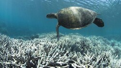 Statt Farbenvielfalt herrscht im Great Barrier Reef an vielen Stellen kahles Weiß. (Bild: APA/AFP/XL Catlin Seaview Survey/STR)