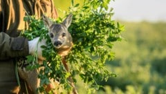 Wenn ein Reh angegriffen wird, dann nur mit Handschuhen und Gras. (Bild: APA/dpa/Matthias Balk)