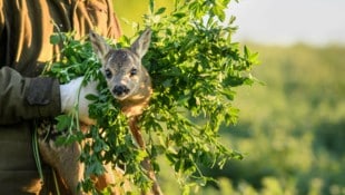 Si se ataca a un ciervo, sólo con guantes y hierba.  (Imagen: APA/dpa/Matthias Balk)