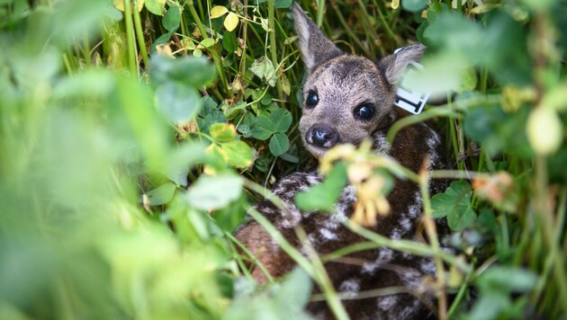 Rehkitze werden von ihrer Mutter in der Wiese abgelegt und nur regelmäßig gesäugt, um nicht Raubtiere auf ihre Spuren zu lenken. (Bild: APA/dpa/Matthias Balk)